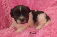 Rosie~RESERVED, a female Maltese and Mal Shi for sale in Chagrin Falls, OH – Photo 3 of 5