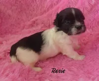 Rosie~RESERVED, a female Maltese and Mal Shi for sale in Chagrin Falls, OH – Photo 2 of 5