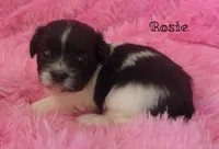 Rosie~RESERVED, a female Maltese and Mal Shi for sale in Chagrin Falls, OH – Photo 4 of 5