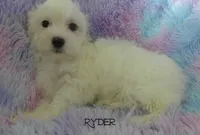 Ryder, a male Maltipoo and Maltese for sale in Chagrin Falls, OH – 3 of 6