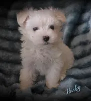 Harley, a male Maltipoo and Maltese for sale in Chagrin Falls, OH – 3 of 6