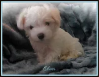 Oliver, a male Maltipoo and Maltese for sale in Chagrin Falls, OH – 5 of 5