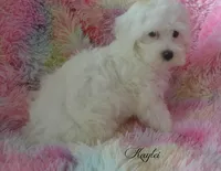 Kaylei, a female Maltipoo and Maltese for sale in Chagrin Falls, OH – 7 of 8