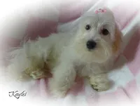 Kaylei, a female Maltipoo and Maltese for sale in Chagrin Falls, OH – 7 of 7
