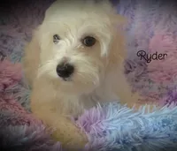 Ryder, a male Maltipoo and Maltese for sale in Chagrin Falls, OH – 4 of 5