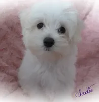 Sadie, a female Maltese for sale in Chagrin Falls, OH – Photo 9 of 10