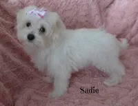 Sadie, a female Maltese for sale in Chagrin Falls, OH – Photo 6 of 10