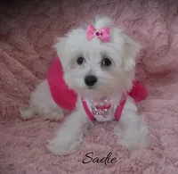 Sadie, a female Maltese for sale in Chagrin Falls, OH – Photo 4 of 10