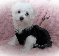 Sadie, a female Maltese for sale in Chagrin Falls, OH – Photo 5 of 10