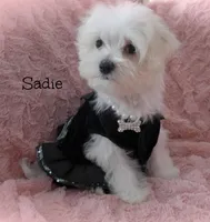 Sadie, a female Maltese for sale in Chagrin Falls, OH – Photo 8 of 10