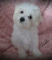 Sadie, a female Maltese for sale in Chagrin Falls, OH – Photo 10 of 10