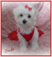 Sadie, a female Maltese for sale in Chagrin Falls, OH – Photo 7 of 10