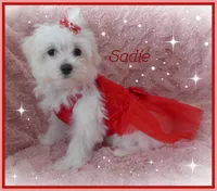 Sadie, a female Maltese for sale in Chagrin Falls, OH – Photo 2 of 10