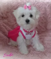 Sadie, a female Maltese for sale in Chagrin Falls, OH – Photo 1 of 10