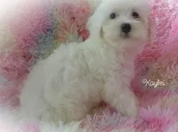 Kaylei, a female Maltipoo and Maltese for sale in Chagrin Falls, OH – 6 of 8