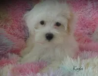 Kaylei, a female Maltipoo and Maltese for sale in Chagrin Falls, OH – 5 of 8