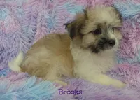 Brooks, a male Maltese and Mal Shi for sale in Chagrin Falls, OH – 6 of 7