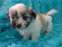 Brooks, a male Maltese and Mal Shi for sale in Chagrin Falls, OH – 4 of 6