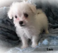 Louie, a male Mal Shi for sale in Chagrin Falls, OH – 5 of 5
