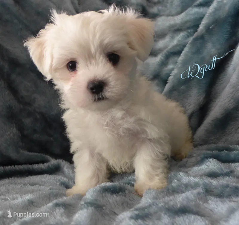 Wyatt – Mal Shi puppy for sale in Chagrin Falls, OH