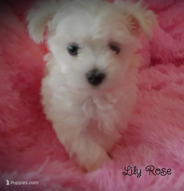 Lily Rose – Maltipoo, Maltese puppy for sale in Chagrin Falls, OH