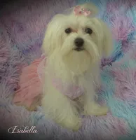 Isabella, a female Maltese and Mal Shi for sale in Chagrin Falls, OH – 8 of 8
