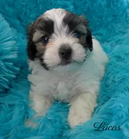 Lucas, a male Maltese and Mal Shi for sale in Chagrin Falls, OH – 1 of 6