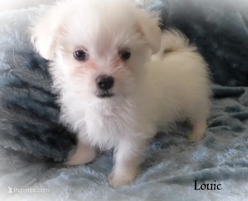 Louie – Mal Shi puppy for sale in Chagrin Falls, OH