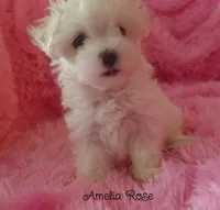 Amelia Rose, a female Maltipoo and Maltese for sale in Chagrin Falls, OH – 3 of 5