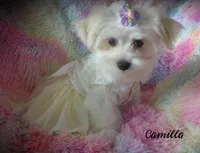 Camilla, a female Maltese and Mal Shi for sale in Chagrin Falls, OH – 4 of 10
