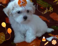 Molly, a female Maltese and Mal Shi for sale in Chagrin Falls, OH – 7 of 8