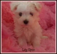 Lily Rose, a female Maltipoo and Maltese for sale in Chagrin Falls, OH – 4 of 7