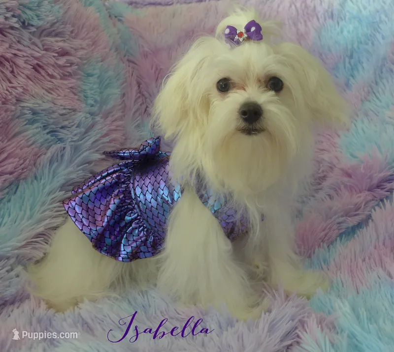 Isabella – Maltese, Mal Shi puppy for sale in Chagrin Falls, OH