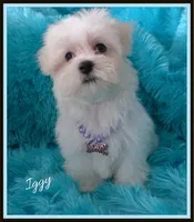 Iggy, a male Maltese for sale in Chagrin Falls, OH – Photo 2 of 6