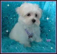 Iggy, a male Maltese for sale in Chagrin Falls, OH – Photo 1 of 6