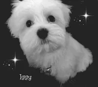 Iggy, a male Maltese for sale in Chagrin Falls, OH – Photo 3 of 6