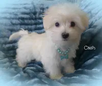Cash, a male Maltipoo and Maltese for sale in Chagrin Falls, OH – Photo 4 of 8