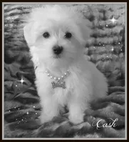 Cash, a male Maltipoo and Maltese for sale in Chagrin Falls, OH – Photo 6 of 8