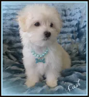 Cash, a male Maltipoo and Maltese for sale in Chagrin Falls, OH – Photo 5 of 8