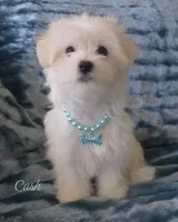 Cash, a male Maltipoo and Maltese for sale in Chagrin Falls, OH – Photo 2 of 8