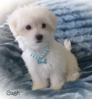 Cash, a male Maltipoo and Maltese for sale in Chagrin Falls, OH – Photo 3 of 8