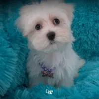 Iggy, a male Maltese for sale in Chagrin Falls, OH – Photo 6 of 6