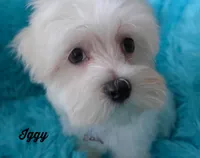 Iggy, a male Maltese for sale in Chagrin Falls, OH – Photo 4 of 6