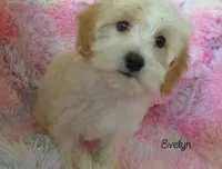 Evelyn, a female Maltipoo and Maltese for sale in Chagrin Falls, OH – 3 of 6