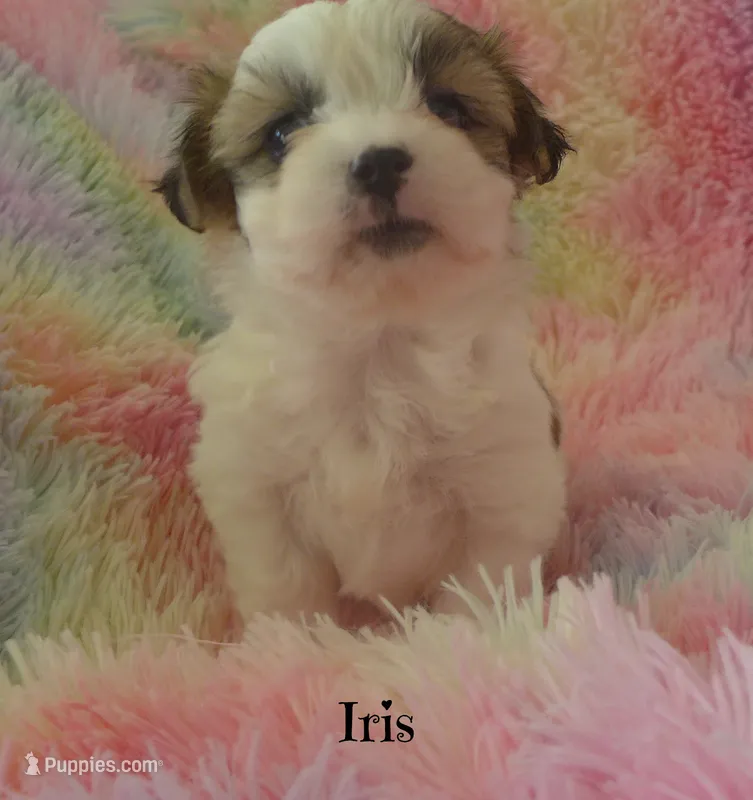 Iris – Maltese, Mal Shi puppy for sale in Chagrin Falls, OH