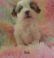 Iris, a female Maltese and Mal Shi for sale in Chagrin Falls, OH – 1 of 7
