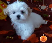 Molly, a female Maltese and Mal Shi for sale in Chagrin Falls, OH – 2 of 8