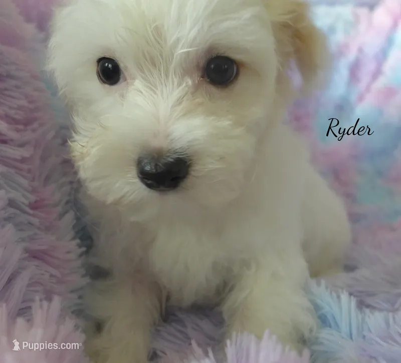 Ryder – Maltipoo, Maltese puppy for sale in Chagrin Falls, OH