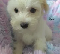 Ryder, a male Maltipoo and Maltese for sale in Chagrin Falls, OH – 1 of 6