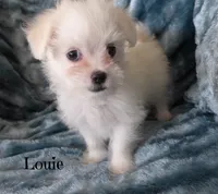Louie, a male Mal Shi for sale in Chagrin Falls, OH – 4 of 5